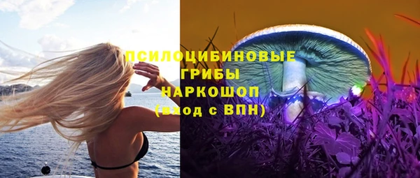 стаф Алзамай