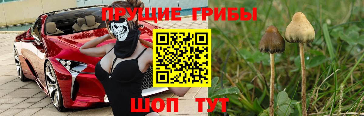 Галлюциногенные грибы GOLDEN TEACHER  Вход с VPN  Вичуга  Галлюциногенные грибы ЛСД 
